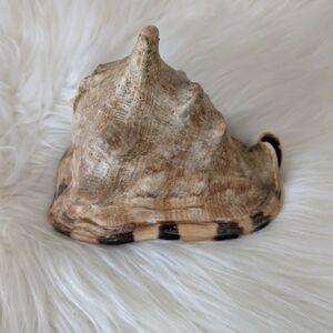 Large Horned Helmet Tiger Striped CONCH SEA SHELL ~ Ocean Beach Décor